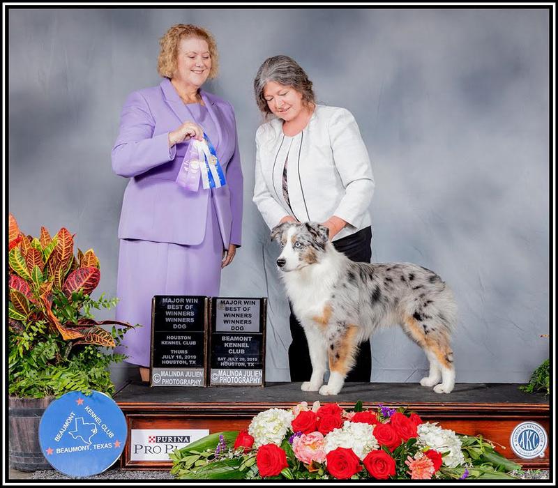 akc american shepherd